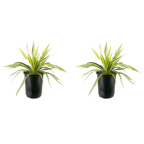 Unbranded 2.5 qt. Perennial Yucca Variegated (2-Pack)