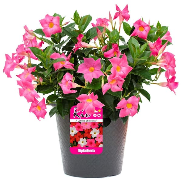 0.9 Gal. (#9) Dipladenia Flowering Annual Shrub with Pink Blooms