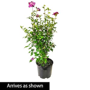 2.25 Gal., Peppermint Smoothie Rose of Sharon Althea (Hibiscus), Live Potted Deciduous Shrub (1-Pack)