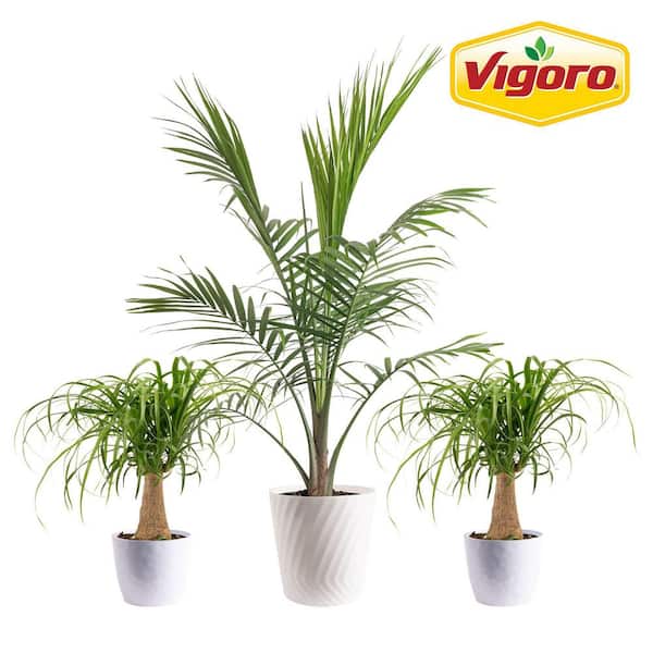 10 in. Majesty Palm and (2) 6 in. Ponytail Palm Plant in White Decor Planter, (3 Pack)