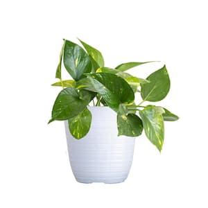 Golden Pothos Indoor Vining Houseplant in 6 in. White Decor Pot