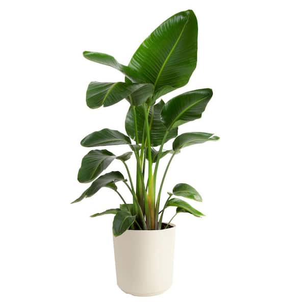 White Bird of Paradise Indoor Plant in 10 in. Decor Pot, Avg. Shipping Height 2-3 ft. Tall