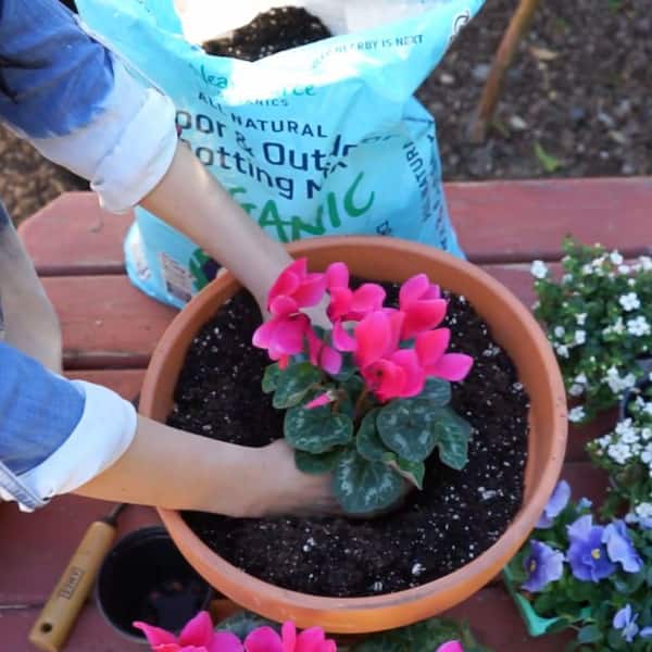 NEARSOURCE ORGANICS Organic Indoor and Outdoor Potting Soil Mix 32 qt.,  Peat Free, OMRI Listed 692 - The Home Depot