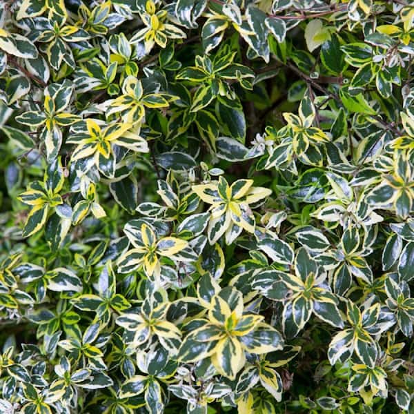 2 Gal. Miss Lemon Abelia With Light Pink Flowers, Live Semi-Evergreen Shrub Plant