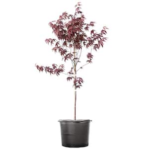 3-4 ft. Tall Bloodgood Japanese Maple Tree with Brilliant Red Foliage