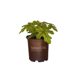 2.5 Qt. Alabama Sunrise Heucherella, Live Perennial Plant, Multi-color Foliage