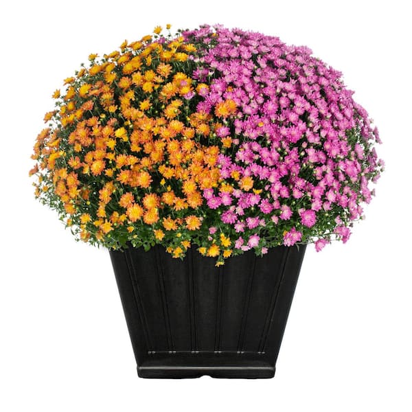 METROLINA GREENHOUSES 1 Gal. Square Deco Planter Orange and Purple Mum Chrysanthemum Perennial Plant (1-Pack)