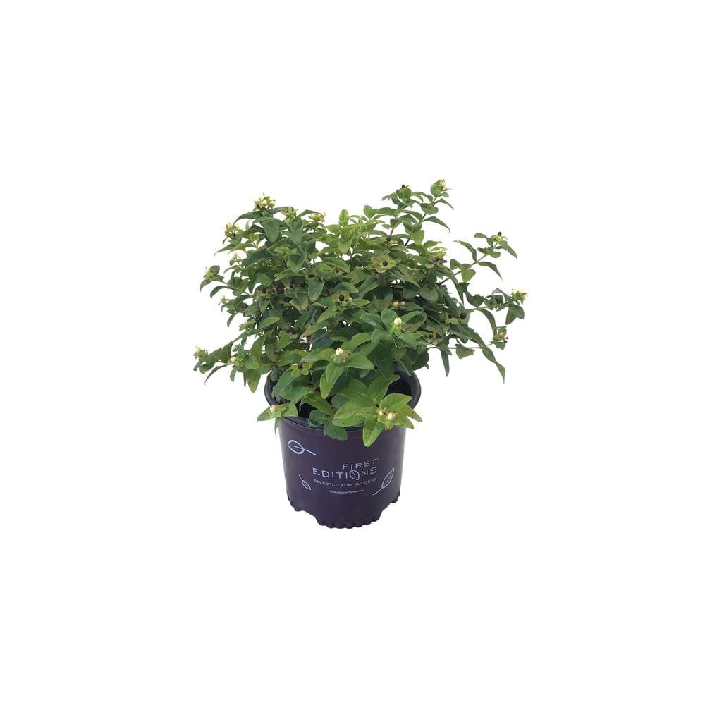 Saint Johns Wort Hypericum White Live Plant