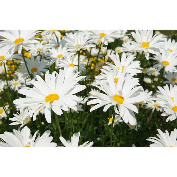 Petite Daisies - White — CaljavaOnline