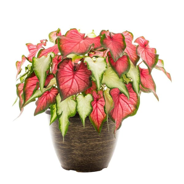 Vigoro 2 Gal. Caladium Red and White Mix in Decorative Planter Annual Plant (1-Pack)