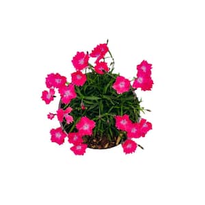 1 Gal. Pink Dianthus Perennial Plant