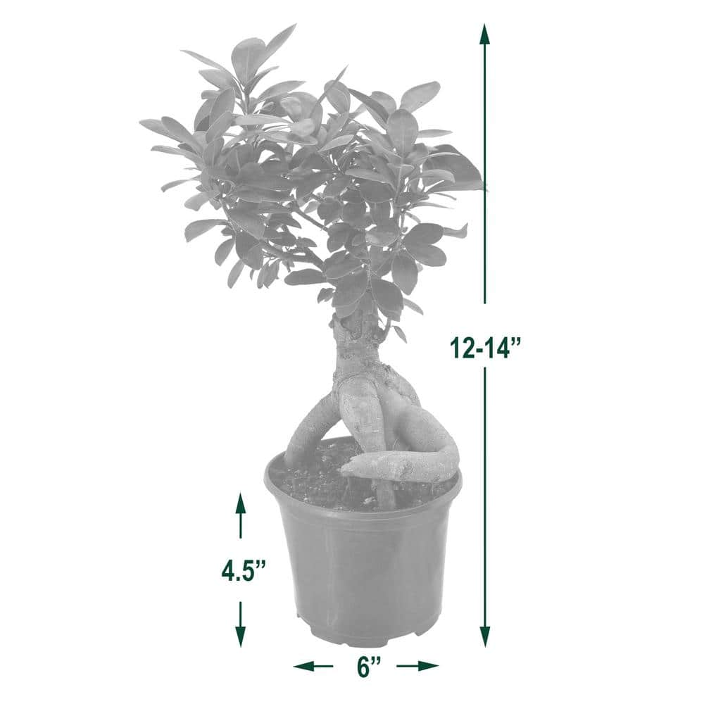 Elegant Ficus Bonsai in Black 6" Plastic Pot - Air Purifying Indoor Plant