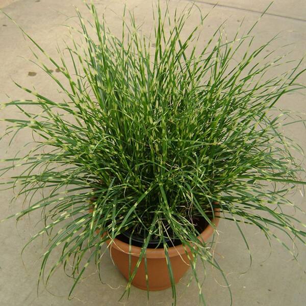 Dwarf Zebra Maiden Grass for Sale Online - The Greenhouse