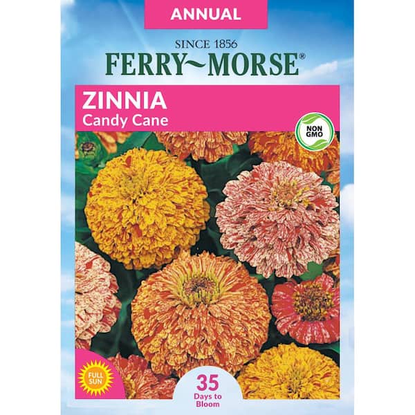 Ferry-Morse Zinnia Candy Cane Flower Seed