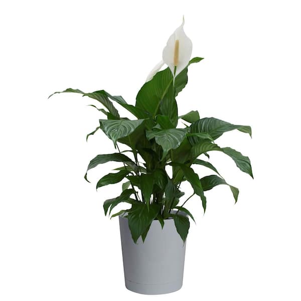 Costa Farms Spathiphyllum Peace Lily Indoor Plant in 10 in. Gray Planter, Average Shipping Height 2-3 ft. Tall