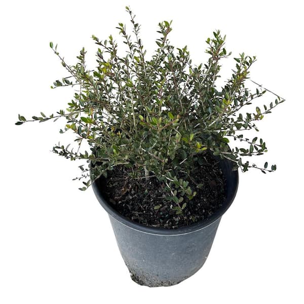 3 Gal. Dwarf Yaupon Schillings Holly Evergreen Shrub