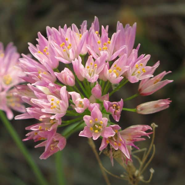 Allium Alpine Rosy Bells Bulbs (20-Pack)