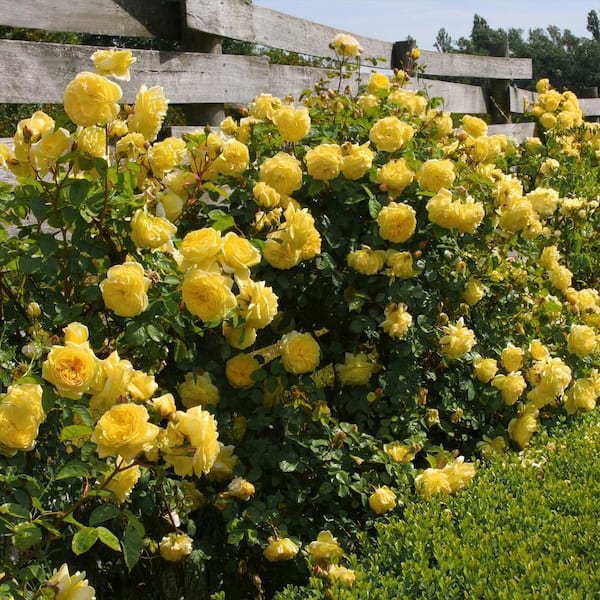 national PLANT NETWORK Bareroot Sunbelt Tupelo Honey Climbing Rose (2 ...