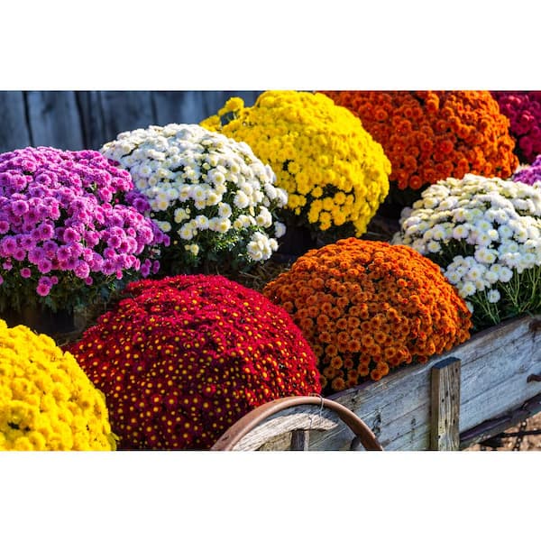3 qt. Chrysanthemum (Mum) Annual Fall Outdoor Live Plant with Red Flowers in 8 in. Grower Pot (2-Pack)
