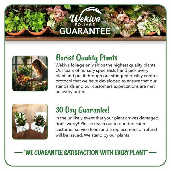 Wekiva Foliage Jacklyn Alocasia-4 Live Starter Plants in 2 in