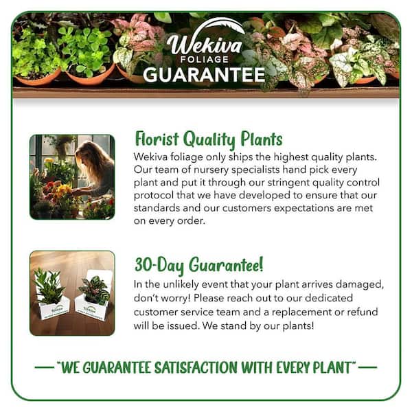 Wekiva Foliage Mini Leaf Jade Plant-4 Live Starter Plants in 2 in