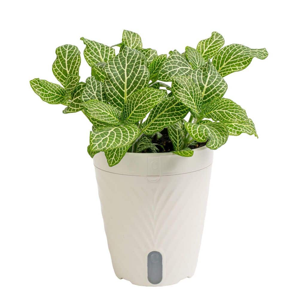 Exotic Angel Plants Grower's Choice Exotic Angel Fittonia Plant in