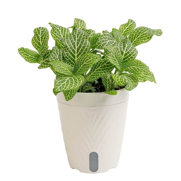 Exotic Angel Plants Grower's Choice Exotic Angel Fittonia Plant in