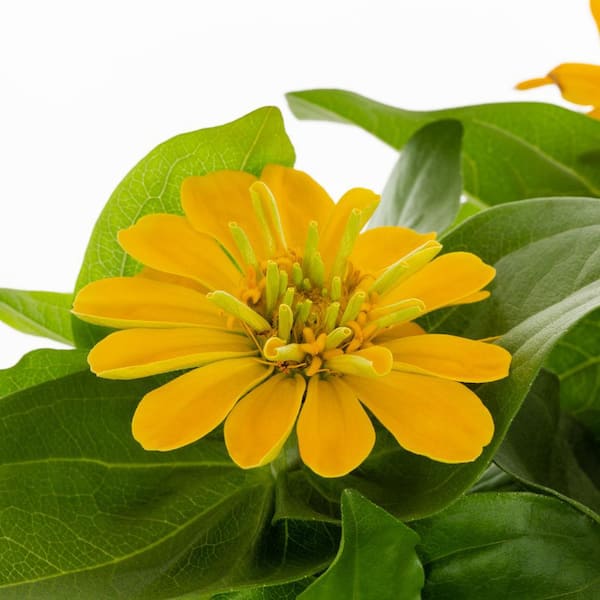 3 qt. Zinnia Yellow Annual Plant (2-Pack)
