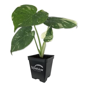 United Nursery Monstera Deliciosa Split Leaf Philodendron Swiss Cheese  Plant in 10 inch Premium Sustainable Ecopots Dark Grey Pot MDELICIOSA10DG -  The Home Depot