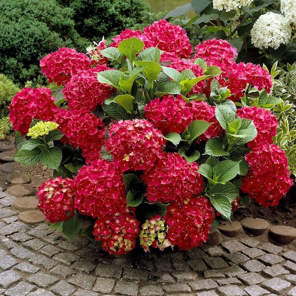 2.5 Qt. Red Beauty Hydrangea Shrub with Red Flowers
