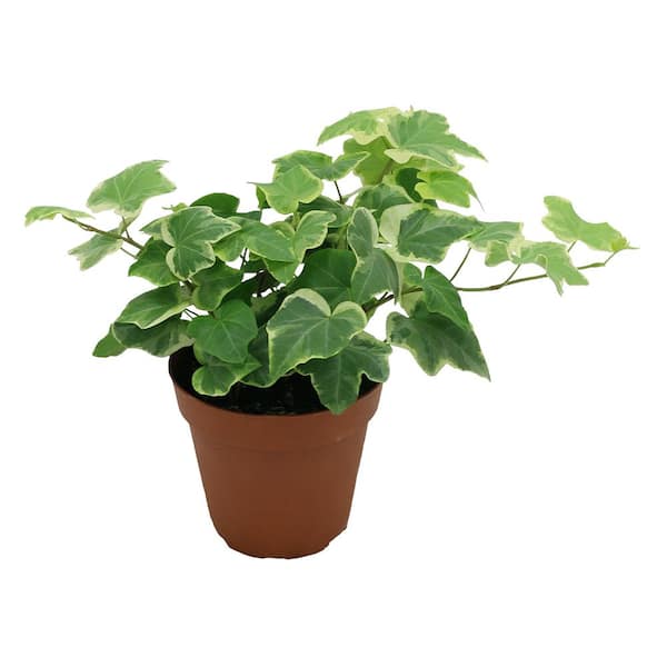 Costa Farms Hedera Ivy in 4 in. Grower Pot