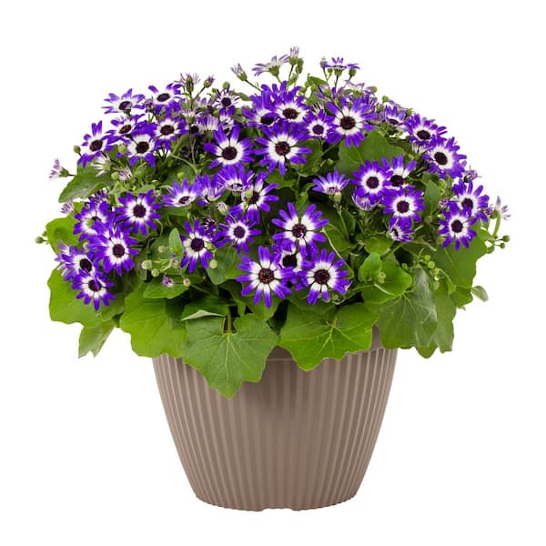 Vigoro 2 Gal. Pericallis Senetti in Deco Planter Blue Bicolor Annual Plant (1-Pack)