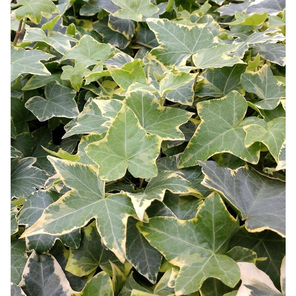 Golden English Ivy Live Plant in 4-inch Black Pot