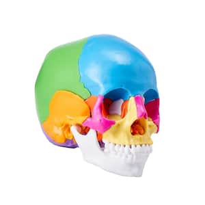 Human Skull Model 22 Parts Human Skull Anatomy, Life-Size Painted Anatomy Skull Model, PVC Anatomical Skull