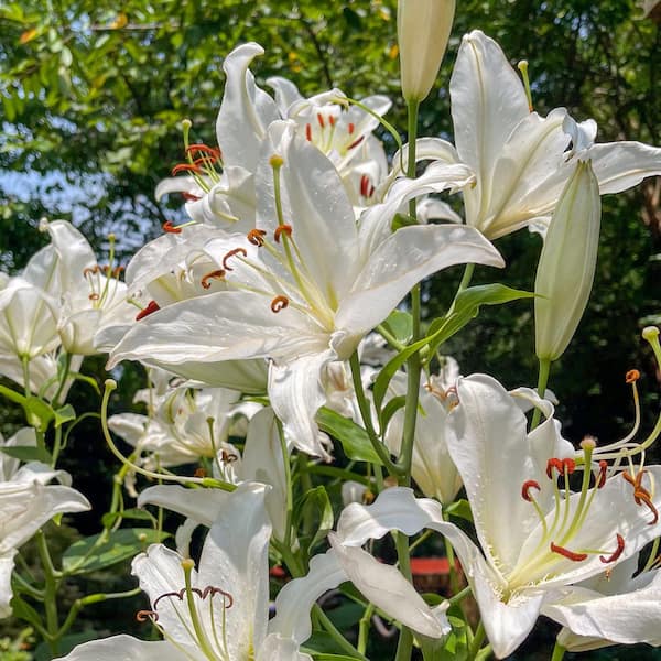 national PLANT NETWORK Lily Casa Blanca Bulbs (5-Pack) HD3432