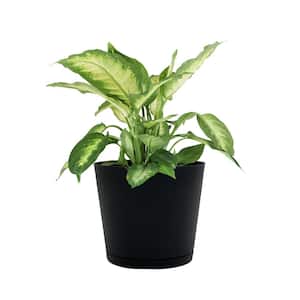 6 in. Kyra Small Black Plastic Planter (6 in. D x 5.5 in. H) with Attached Saucer