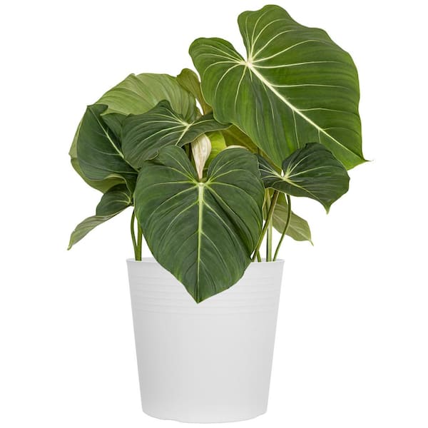United Nursery Live Philodendron Gloriosum Exotic Houseplant in 10 in. White Decor Pot