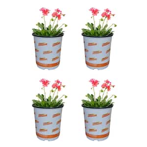 2.5 qt. Lewisia Perennial Plant with Orange Flowers (4-Pack)