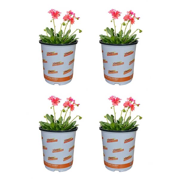Vigoro 2.5 qt. Lewisia Perennial Plant with Orange Flowers (4-Pack)