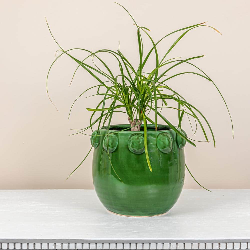 Green Terra-Cotta Planter with Raised Dots, 10.5"
