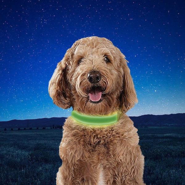 Best shock collar for sales goldendoodle