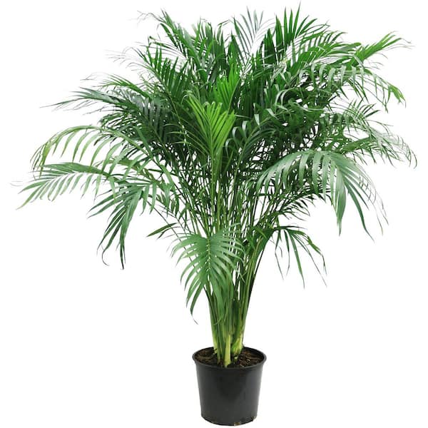 Cateracterum palm on sale safe for cats