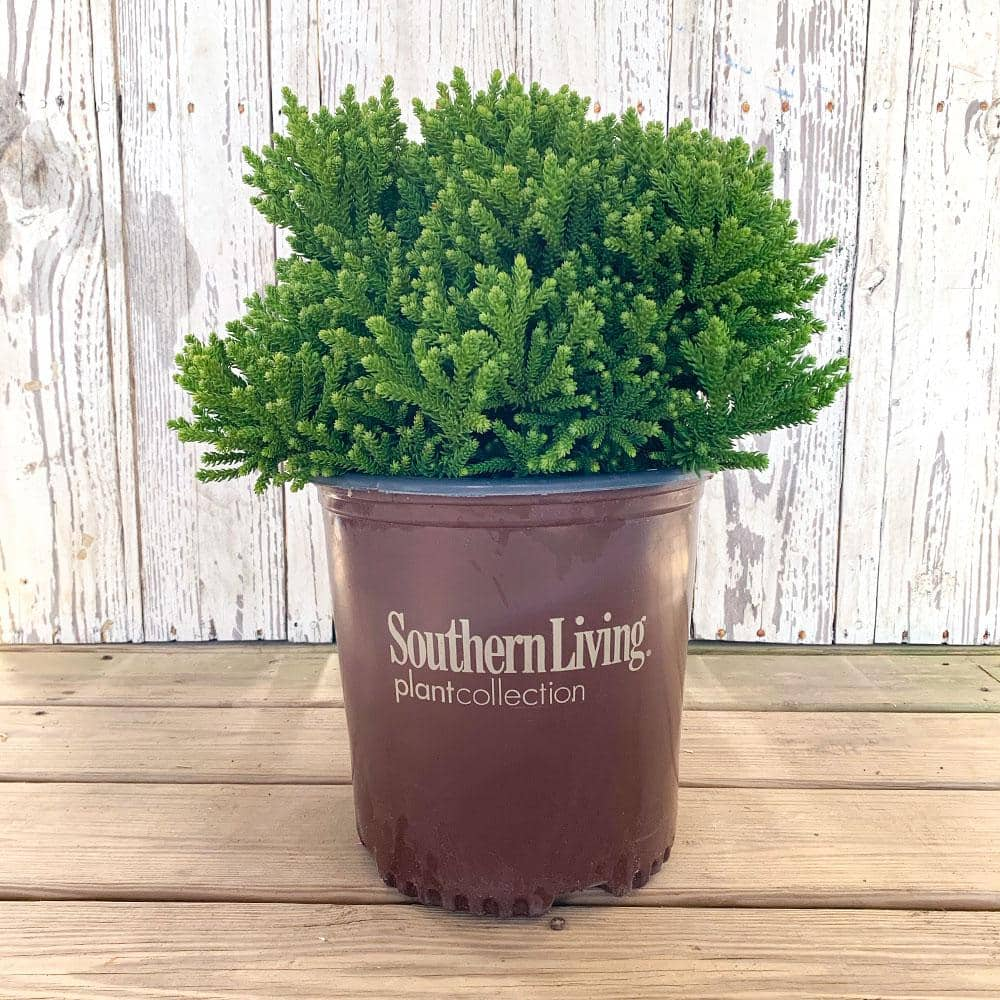 Have a question about SOUTHERN LIVING 2 Gal. Dragon Prince Cryptomeria ...