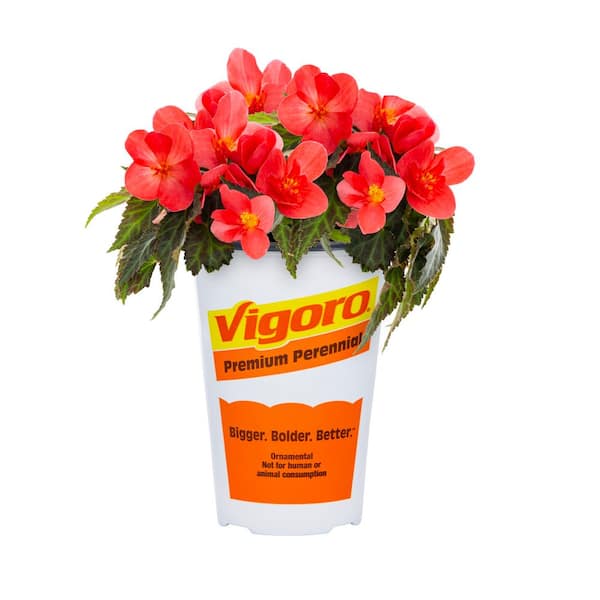 KAN-YO plants　Begonia セット❣️ KAN-YO plants Begonia セット❣️ Begonia Mix Jumbo Patio Planter