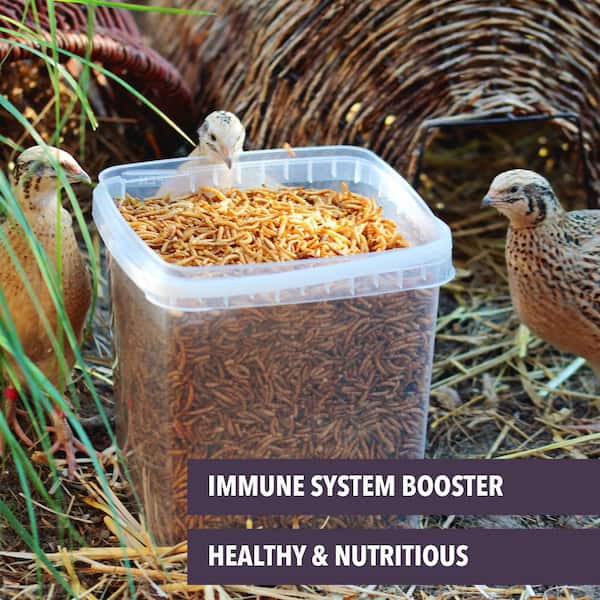 Aazon.co : capuca Dried ealwors Non-GO Organic - Chicken Feed High Protein eal Wors