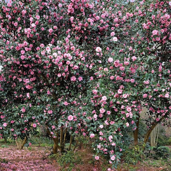 national PLANT NETWORK 1 Gal. Camellia Debutante HD2683 - The Home