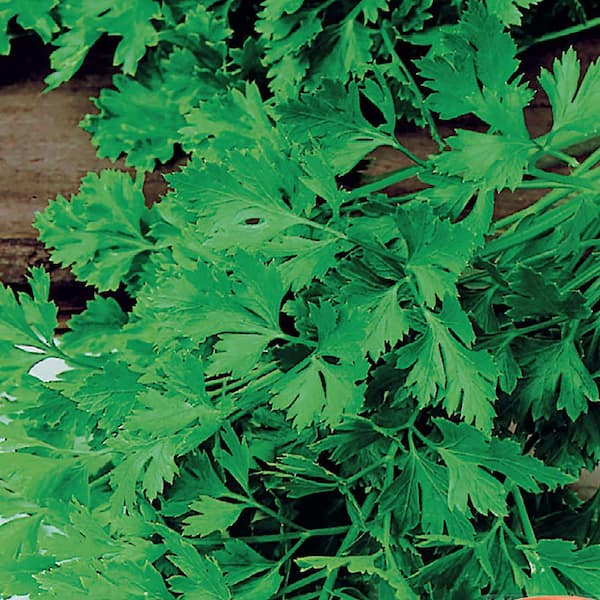 Ferry-Morse Sow Easy Cilantro Coriander Herb Seed 2412 - The Home Depot