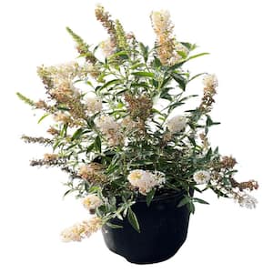 3 gal. Butterfly Bush Flowering Shrub with White Flowers