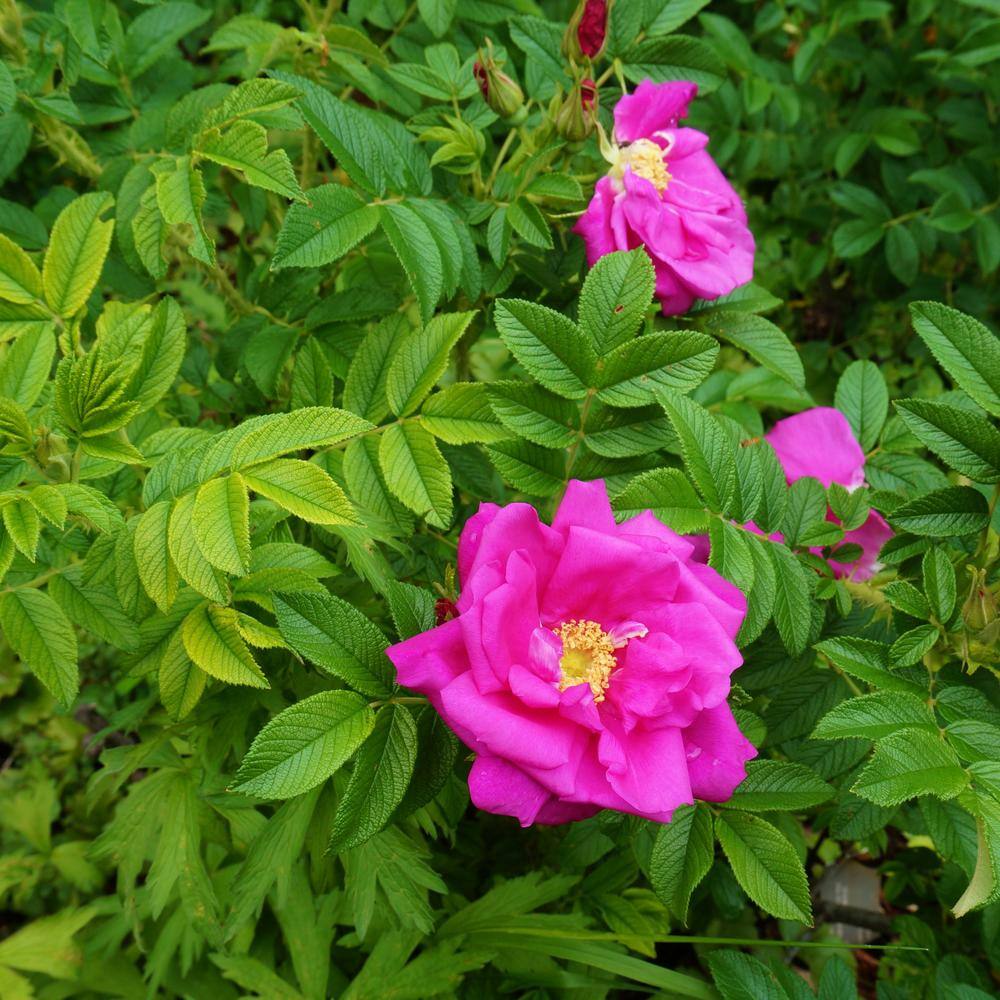 BELL NURSERY 2 Gal. Japanese Rose (Rosa rugosa) Live Shrub with Pink ...