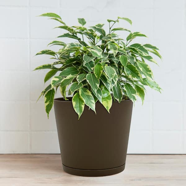 10 in. Kyra Medium Chocolate Plastic Planter (10 in. D x 9.2 in. H) with Attached Saucer